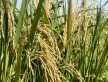 Riz : Faleri Bolly, Président de l’interprofession riz « l’office du Niger ne peut atteindre qu’une production maximum de 400 000 tonnes de riz paddy »