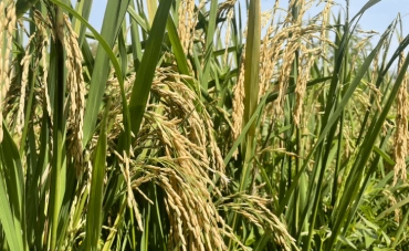 Riz : Faleri Bolly, Président de l’interprofession riz « l’office du Niger ne peut atteindre qu’une production maximum de 400 000 tonnes de riz paddy »